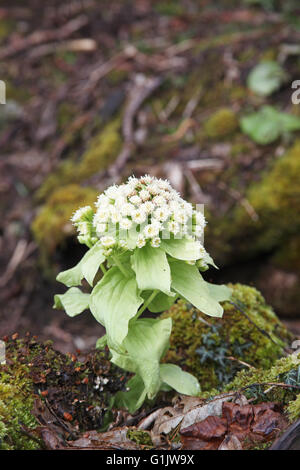 White butterbur Petasites albus Scotland