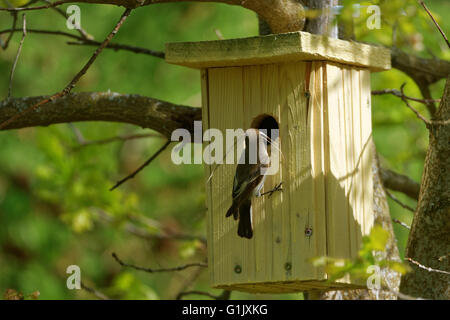 Female European pied flycatcher (Ficedula hypoleuca) building nest into a nestbox.
