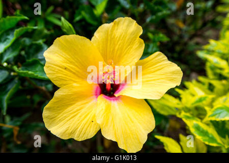 Yellow flower in Hong Kong with five petals Stock Photo