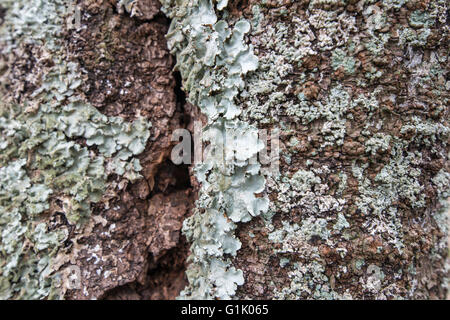 Lichens and moss on tree bark Stock Photo