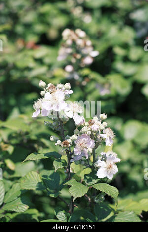 Bramble Rubus fruticosus flowers Stock Photo