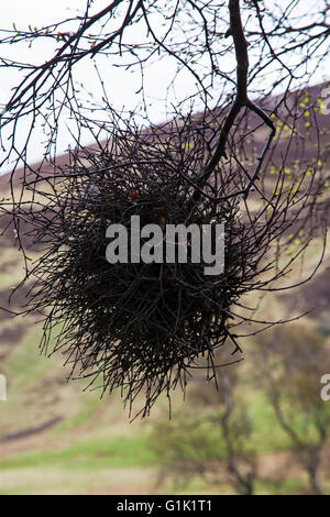 Witch's broom on Downy birch Betula pubescens Findhorn Valley Moray Firth Hghland Region Scotland UK Stock Photo