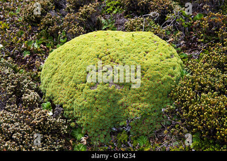 Balsam bog Bolax gummifera amongst Diddle-dee Empetrum rubrum Saunders Island Falkland Islands Stock Photo