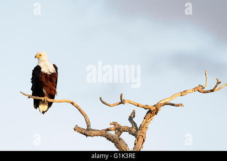 African Fish Eagle (haliaeetus vocifer) sitting on a tree branch, Kruger National Park, South Africa Stock Photo