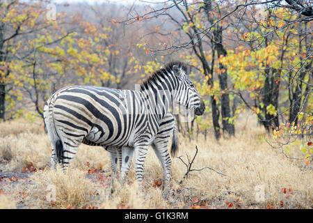 Plains zebra (Equus quagga) juvenile drinking with mother, Kruger National Park, South Africa Stock Photo