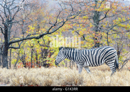 Plains zebra (Equus quagga) walking in colorful forest, Kruger National Park, South Africa Stock Photo