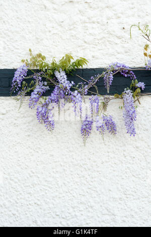 Wisteria on a black and white cottage in Stratford Upon Avon, Warwickshire, England Stock Photo