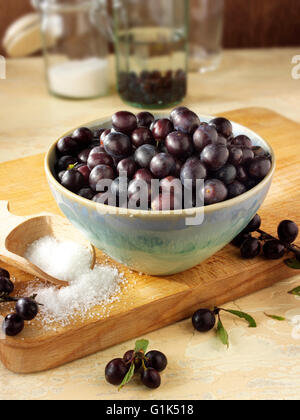 Close up of fresh sloe berries (Prunus spinosa) in a bowl in a kitchen being prepared for Sloe Gin Stock Photo