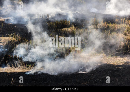 Burning dry grass on field Stock Photo