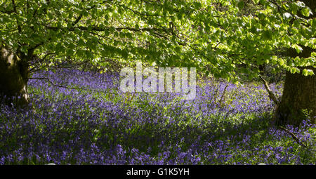 a walk in the charmingly named 'Bog Stank' in Cumbernauld netted a few shots of Bluebells Stock Photo