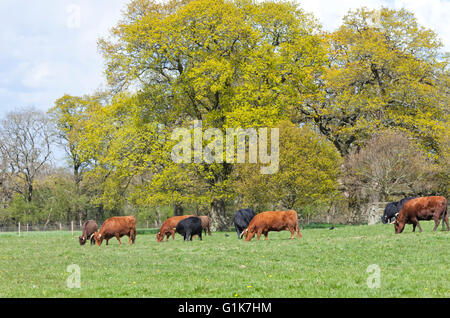 Red and black cows grazing on a spring grass meadow in English countryside near woodland trees Stock Photo