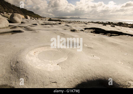 ammonite fossils on the 'Ammonite Pavement' beach at Lyme Regis, Dorset, UK. Stock Photo