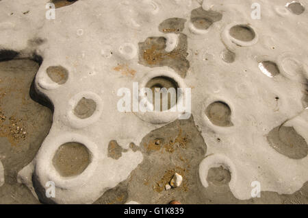 ammonite fossils on the 'Ammonite Pavement' beach at Lyme Regis, Dorset, UK. Stock Photo