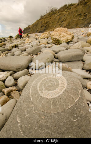 ammonite fossil on a rock on a beach at Lyme Regis, Dorset, UK. Walker in the distance. Stock Photo