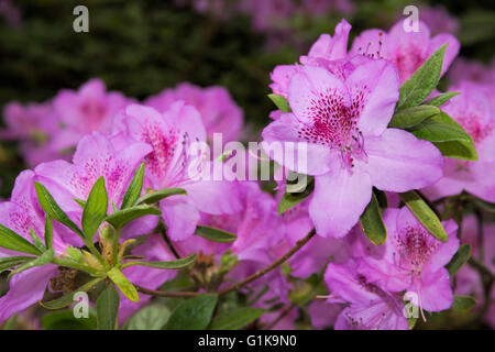 Azalea, Formosa Azalea Stock Photo