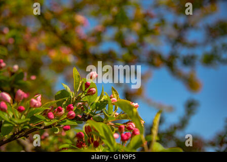 Blooming apple tree in spring time. Stock Photo