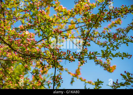 Blooming apple tree in spring time. Stock Photo