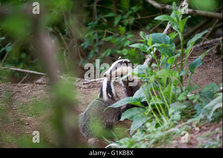 European Badgers (Meles meles) foraging in woodland - adult with cub Stock Photo