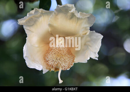 Baobab Flower Stock Photo