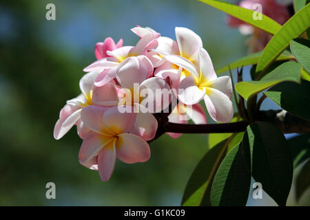 Plumeria flowers Stock Photo