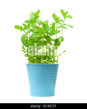 growing garden  mint plants isolted on white Stock Photo