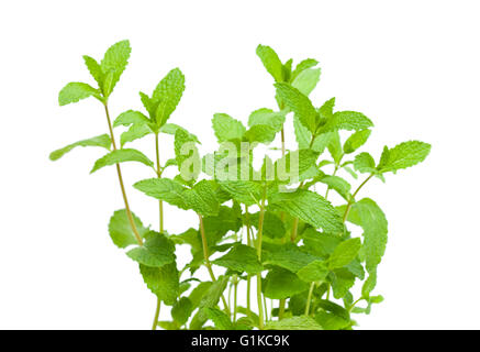growing garden  mint plants isolted on white Stock Photo