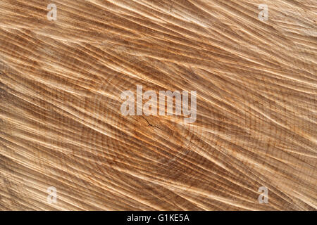 Abstract cut surface of a tree trunk Stock Photo