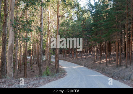 The road through pine and eucalyptus plantations to Noetsie, a small village on the Indian Ocean coast near Knysna Stock Photo