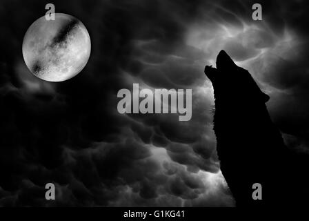 Wolf howling at moon Stock Photo