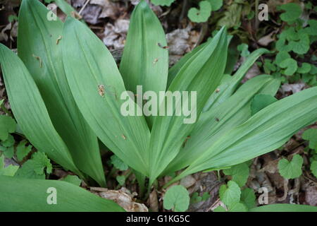 Close up of the leaves of the ramps. Stock Photo