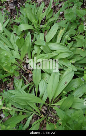 Wild Ramps. They are a type of wild onion leek, ' Allium tricoccum.' Stock Photo