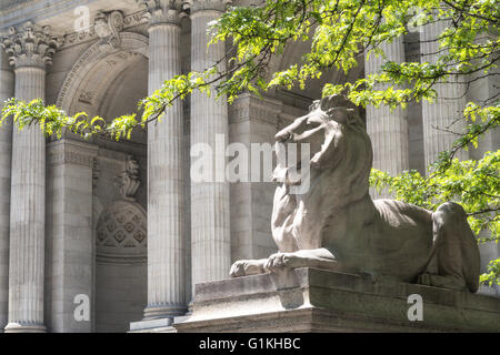Lion Statue, New York Public Library, Main Branch, NYC Stock Photo