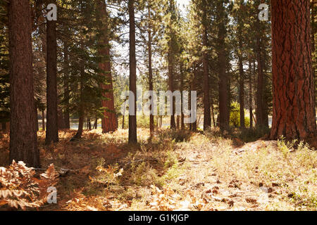Forest landscape Big Bear, California, USA Stock Photo