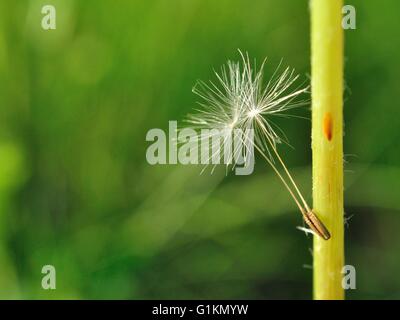 Two little dandelion seeds hanging on dandelion stem against a green background Stock Photo