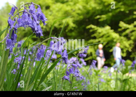 A man and woman survey a carpet of bluebells in an ancient woodland on a sunny day in Derbyshire England UK - May Stock Photo