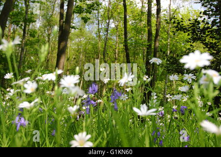 A drift of greater stitchwort (stellarai holostea) flower among bluebells in a deciduous woodland on a sunny day, England UK Stock Photo