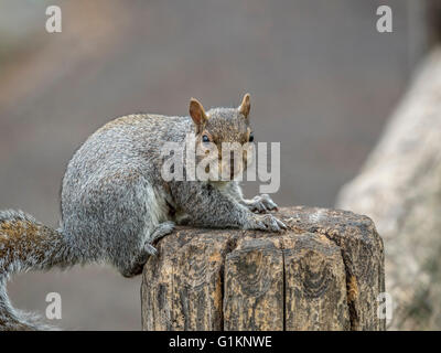 Sciurus carolinensis, common name eastern gray squirrel or grey squirrel depending on region, is a tree squirrel in the genus Sc Stock Photo