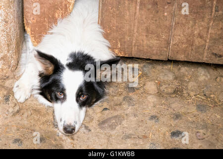 Portrait of a Border Collie, a.k.a.Scottish sheepdog, ( Canis lupus familiaris ) a working and herding dog breed. Stock Photo