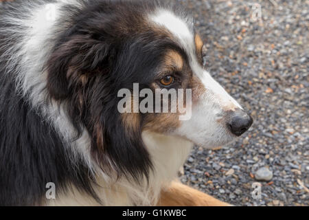 Portrait of a Border Collie, a.k.a.Scottish sheepdog, ( Canis lupus familiaris )  ) a working and herding dog breed. Stock Photo