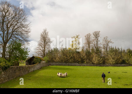 Sheepdog demonstration with a Border Collie ( Canis lupus familiaris ) herding a number of  Scottish Blackface sheep in a pen. Stock Photo