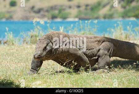 Komodo dragon in grass Komodo Island Komodo National Park Indonesia Stock Photo