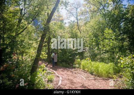 Visitors enjoy the Hallett Nature Sanctuary in Central Park in New York on Monday, May 16, 2016. Closed since 1934 the  4 acre natural landscape in the middle of the city is a bird sanctuary and will be opened for limited times to the public only 20 people entering at a time. Hundreds lined up to be let in to admire the landscape. (© Richard B. Levine) Stock Photo