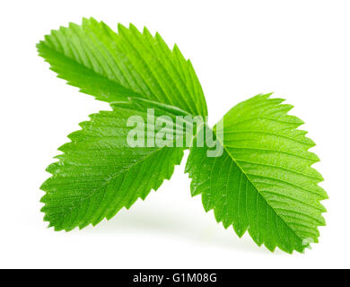 strawberry leaves isolated on the white background. Stock Photo