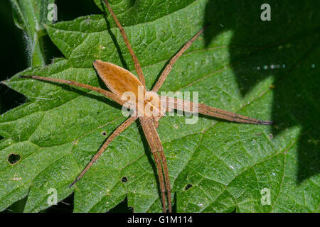 Nursery web spider (Pisaura mirabilis) on leaf in bush Stock Photo