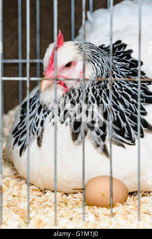 A chicken in a wire cage with a brown egg. Stock Photo