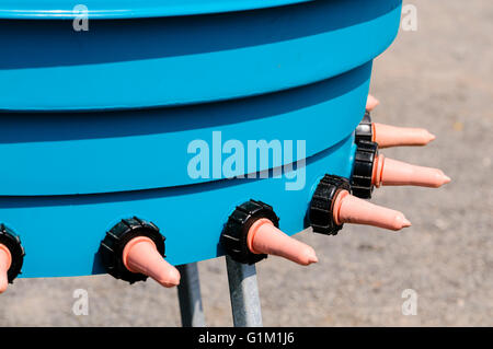 Peach teats on a calf milk feeding station at a farm, allowing calves to be raised without their mother cows being present. Stock Photo