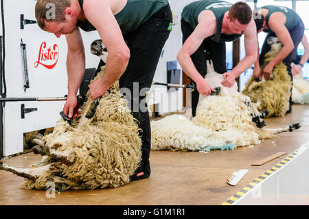 Men use clippers to shear sheep fleeces at a sheep shearing competition. Stock Photo