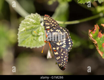 Variable Checkerspot perched on a leaf Stock Photo