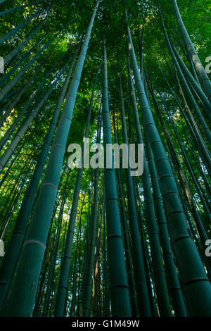 Low angle view of trees in bamboo forest Stock Photo