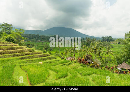 Young rice are growing in the paddy field. Rice field Jatiluwith. Rice. Stock Photo